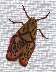 Miltochrista irregularis