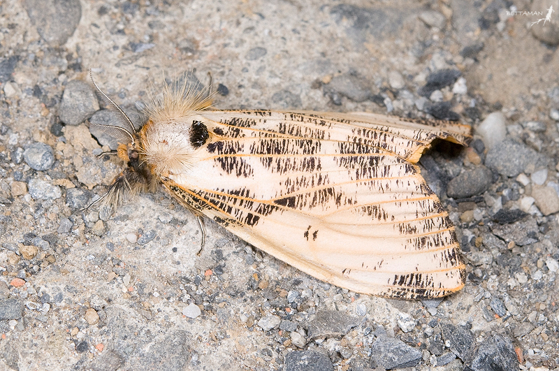 Locharna strigipennis