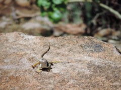 Crotaphytus vestigium