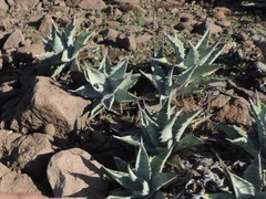 Agave cerulata