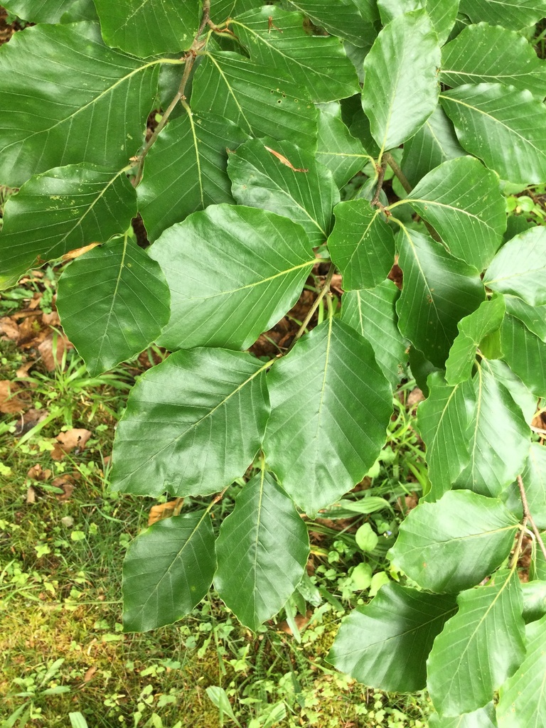 European beech from Whiteway, Salisbury, England, GB on June 20, 2023 ...