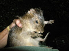 Moleques Do Sul Guinea Pig photo 3