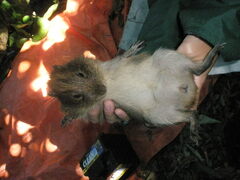 Moleques Do Sul Guinea Pig photo 4