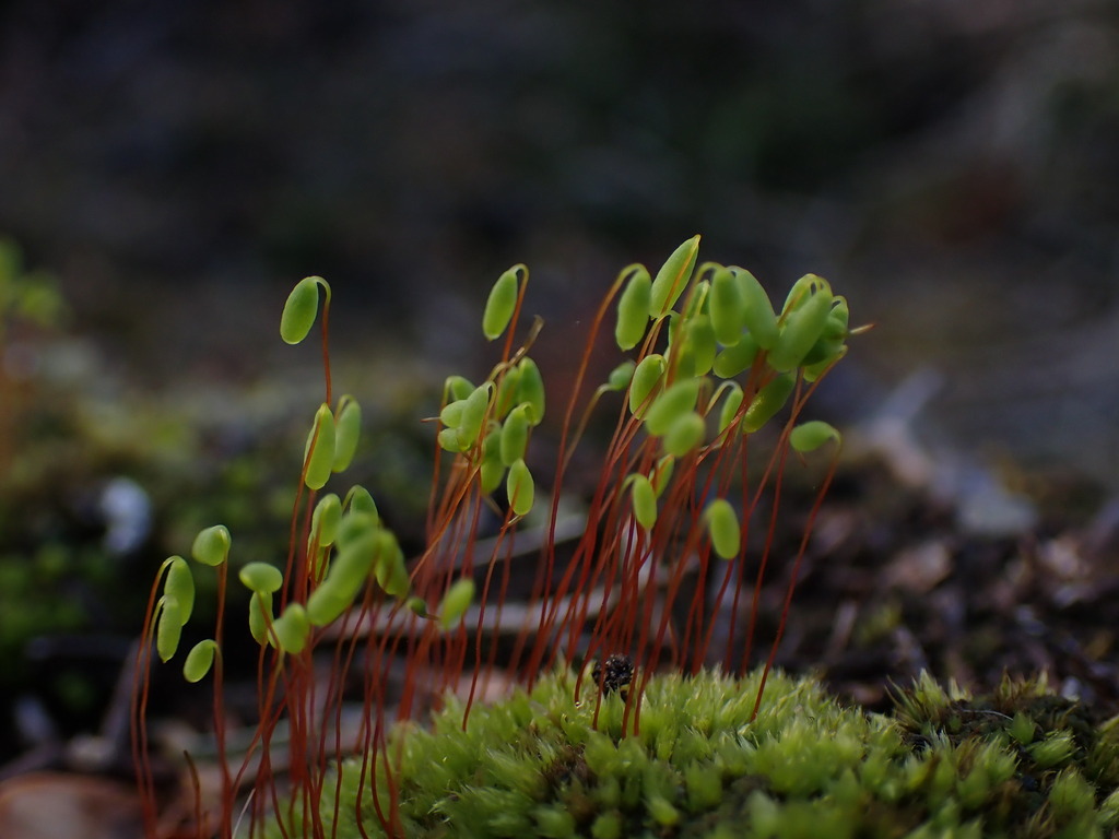 Gemmabryum apiculatum (Gemmabryum apiculatum)