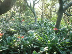 Aulicum amaryllis (Hippeastrum aulicum)