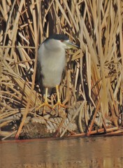 Nycticorax nycticorax