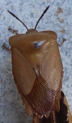 Tessaratoma