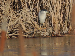 Nycticorax nycticorax