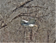 Nycticorax nycticorax
