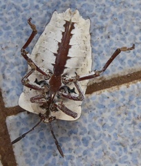 Tessaratoma