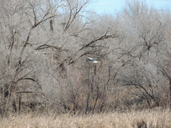 Nycticorax nycticorax