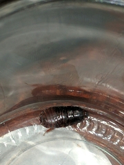 Pycnoscelus surinamensis