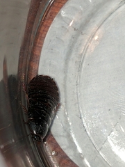 Pycnoscelus surinamensis