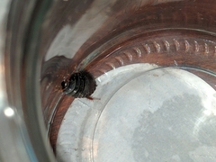 Pycnoscelus surinamensis