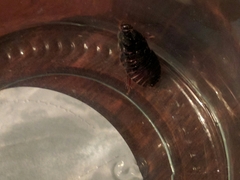 Pycnoscelus surinamensis