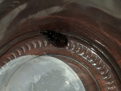 Pycnoscelus surinamensis