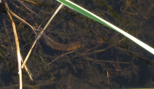 Olive Marsh Snake
