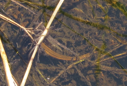 Olive Marsh Snake