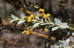 Acacia cultriformis