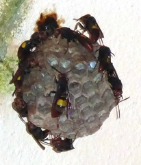 Polistes sagittarius