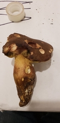 Aureoboletus citriniporus