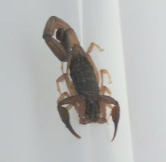 Centruroides granosus