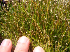 Isolepis cernua cernua