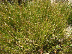 Isolepis cernua cernua