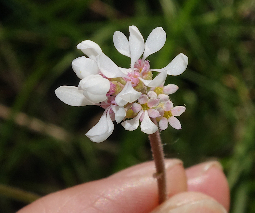 William's Conimitella in June 2023 by FrontRangeWildflowers · iNaturalist