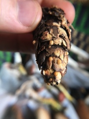 Sphaerobolus stellatus