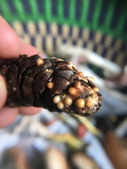 Sphaerobolus stellatus