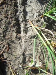 Anisolabis littorea