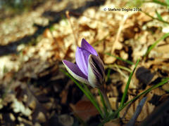Crocus suaveolens