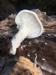 Pleurotus dryinus