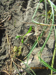 Anisolabis littorea