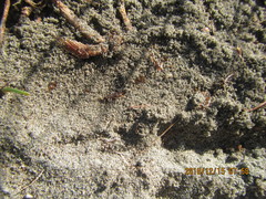 Anisolabis littorea