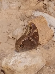 Opsiphanes blythekitzmillerae