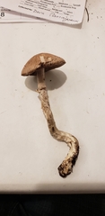 Agaricus arorae