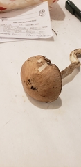 Agaricus arorae