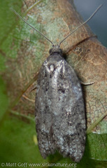 Acleris gloveranus