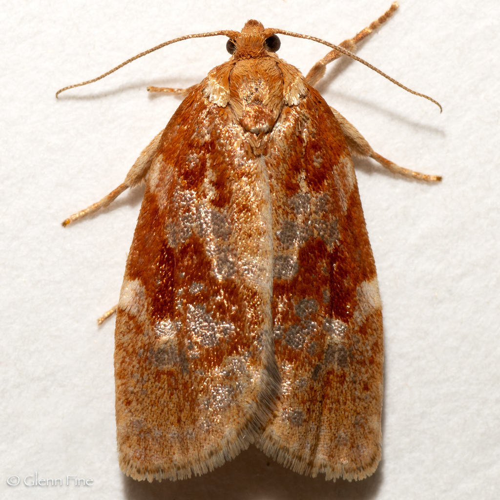 Sugar Pine Tortrix Moth