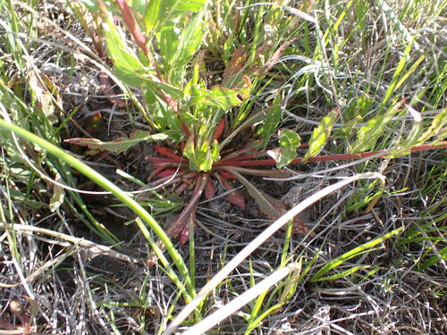 Image of Oenothera coloradensis by (c) Jared Shorma, some rights reserved (CC BY)
