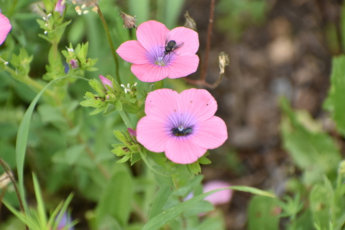 Image of Linum pubescens by (c) Ольга Калашникова, some rights reserved (CC BY)