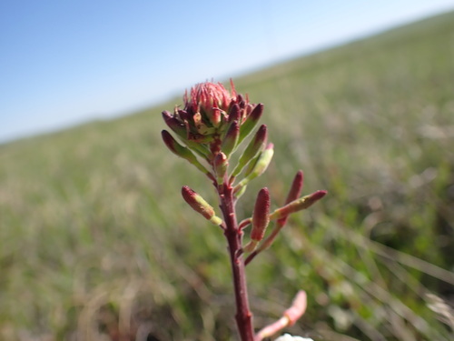 Image of Oenothera coloradensis by (c) Jared Shorma, some rights reserved (CC BY)