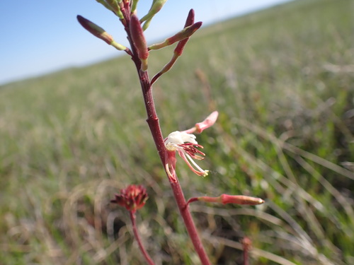Image of Oenothera coloradensis by (c) Jared Shorma, some rights reserved (CC BY)