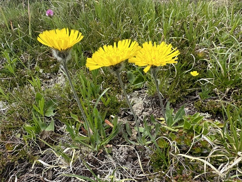 Image of Hieracium piliferum by (c) Jason Grant, some rights reserved (CC BY)
