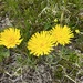 Hieracium piliferum glanduliferum - Photo (c) Jason Grant, some rights reserved (CC BY), uploaded by Jason Grant