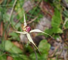 Caladenia valida
