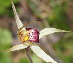 Caladenia valida