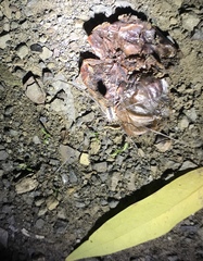 Leuronychus pacificus